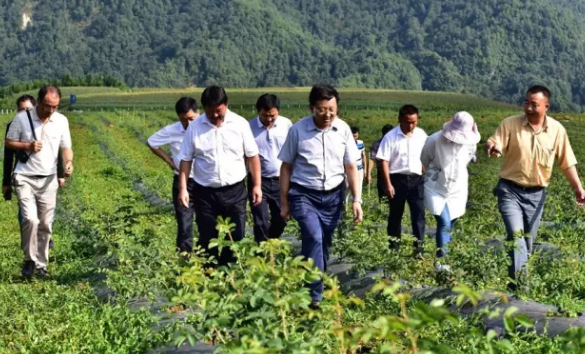 騰沖市市委書記楊正曉一行深入大馬士革玫瑰種植基地檢查指導(dǎo)工作